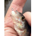 Whitebait 24 мм